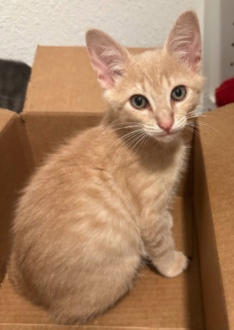 Michael, Baby Domestic Short Hair / Mixed (short coat), cat for adoption in Altamonte Springs, Florida