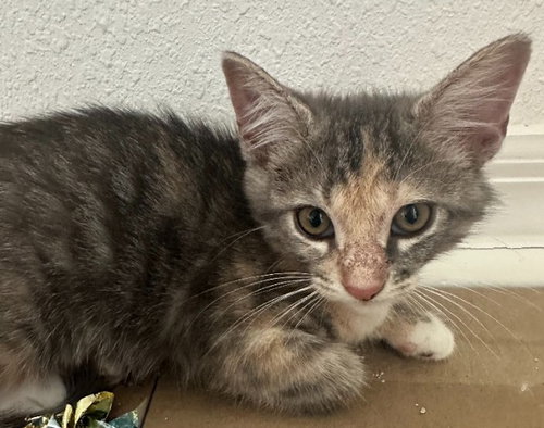 Edith, Baby Domestic Short Hair / Mixed (short coat), cat for adoption in Altamonte Springs, Florida