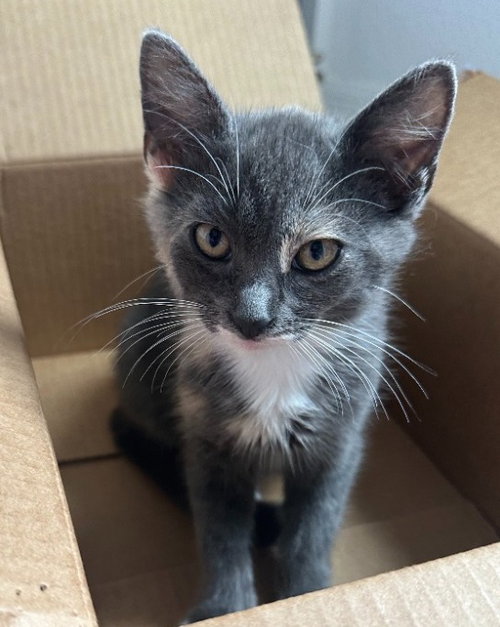 Gloria, Baby Domestic Medium Hair / Mixed (medium coat), cat for adoption in Altamonte Springs, Florida