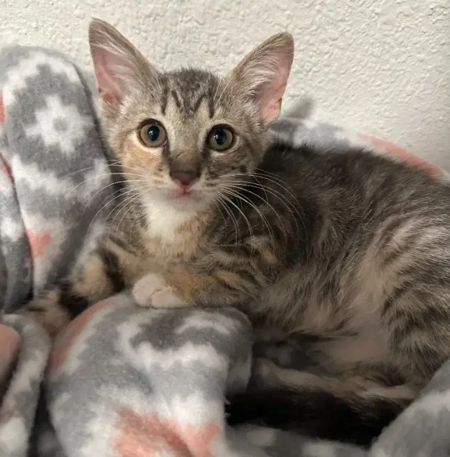Louise - Domestic Short Hair