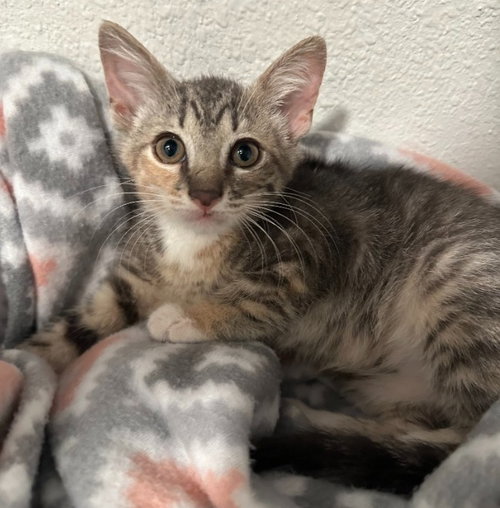 Louise, Baby Domestic Short Hair / Mixed (short coat), cat for adoption in Altamonte Springs, Florida