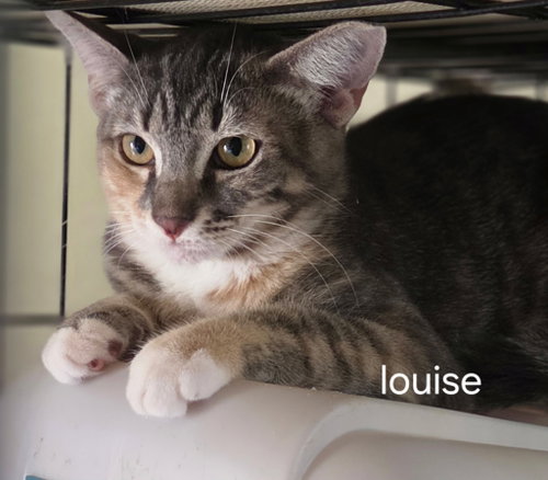 picture of the cat needing adoption