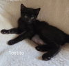 Tostito