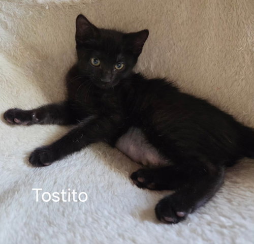 Tostito