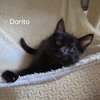 Dorito