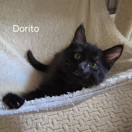 Dorito