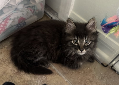 Ringo, an adoptable Domestic Long Hair in Oviedo, FL