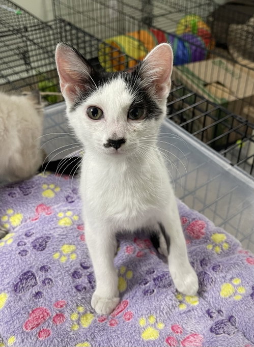 Cowboy, Baby Domestic Short Hair / Mixed (short coat), cat for adoption in Oviedo, Florida