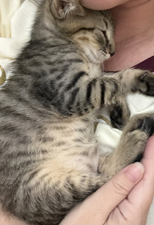Sorrel, Baby Domestic Short Hair / Mixed (short coat), cat for adoption in Oviedo, Florida