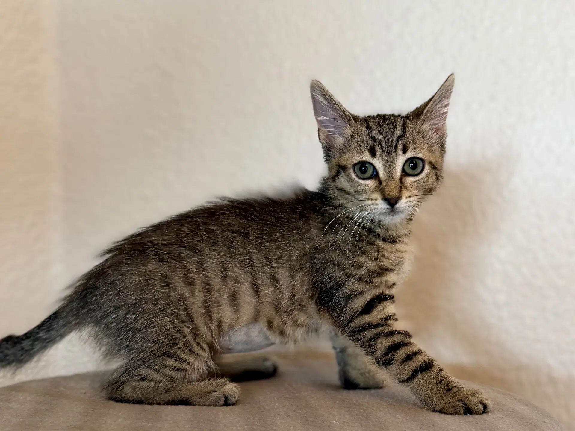 Princess Vespa image 2