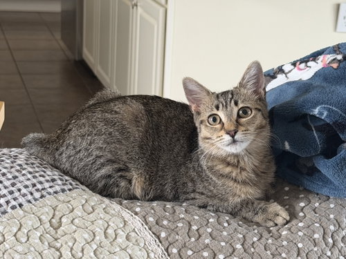 Princess Vespa, a cat for adoption from C.A.T.S.-C.A.N., Inc.