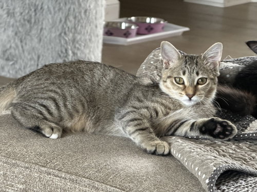 Dot Matrix, a cat for adoption from C.A.T.S.-C.A.N., Inc.