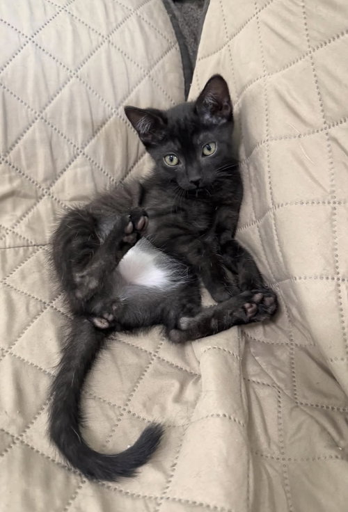 Elvis