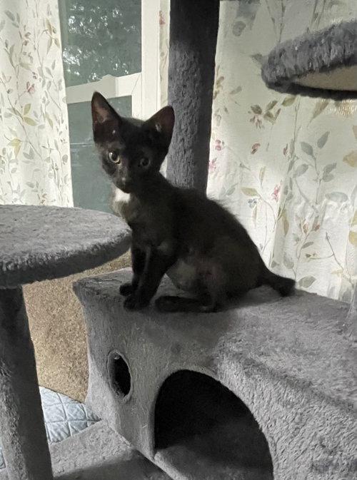Elvis, Baby Domestic Short Hair / Mixed (short coat), cat for adoption in Ocoee, Florida