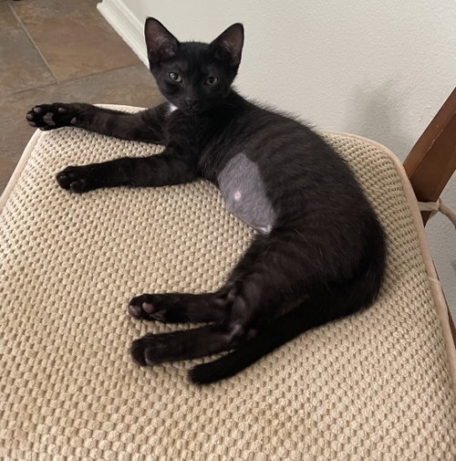 Elvis, Baby Domestic Short Hair / Mixed (short coat), cat for adoption in Oviedo, Florida