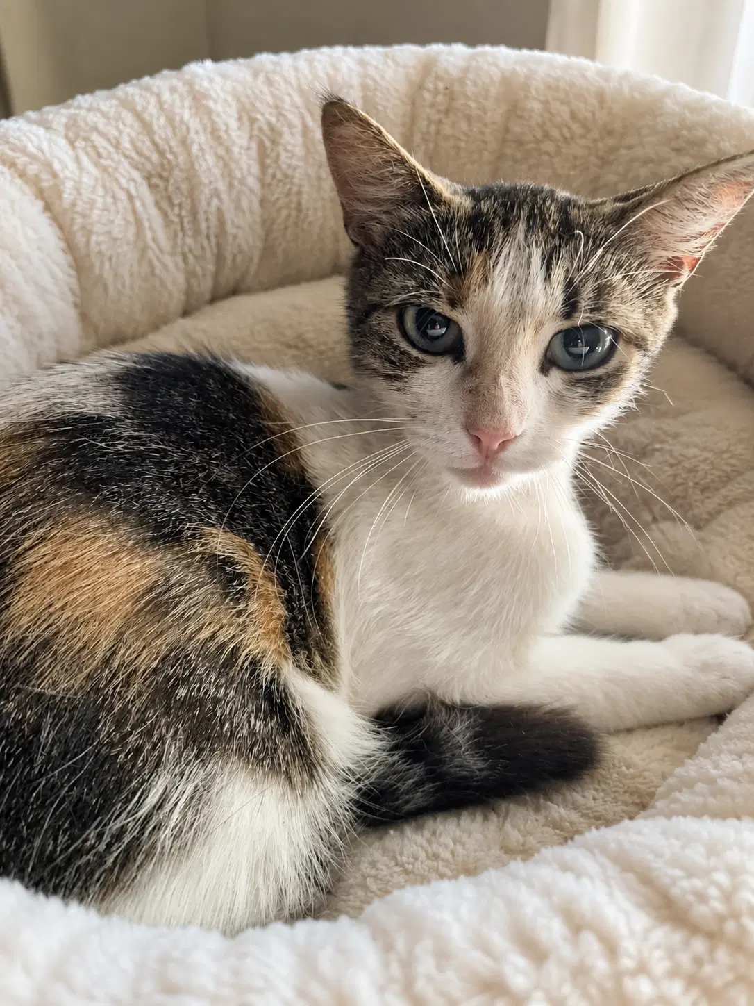 Charmaine - Domestic Short Hair