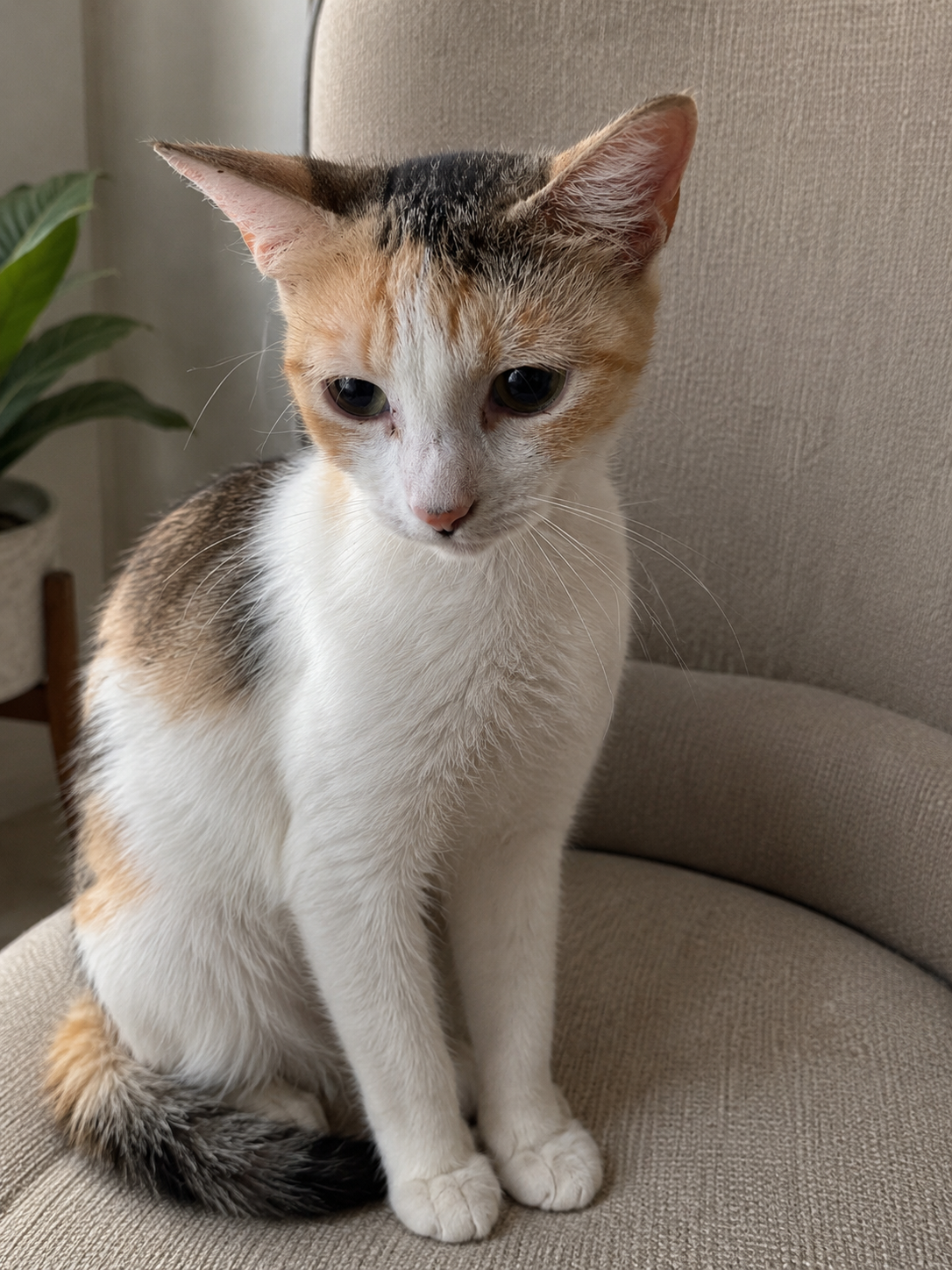 Cecelia, photo 2