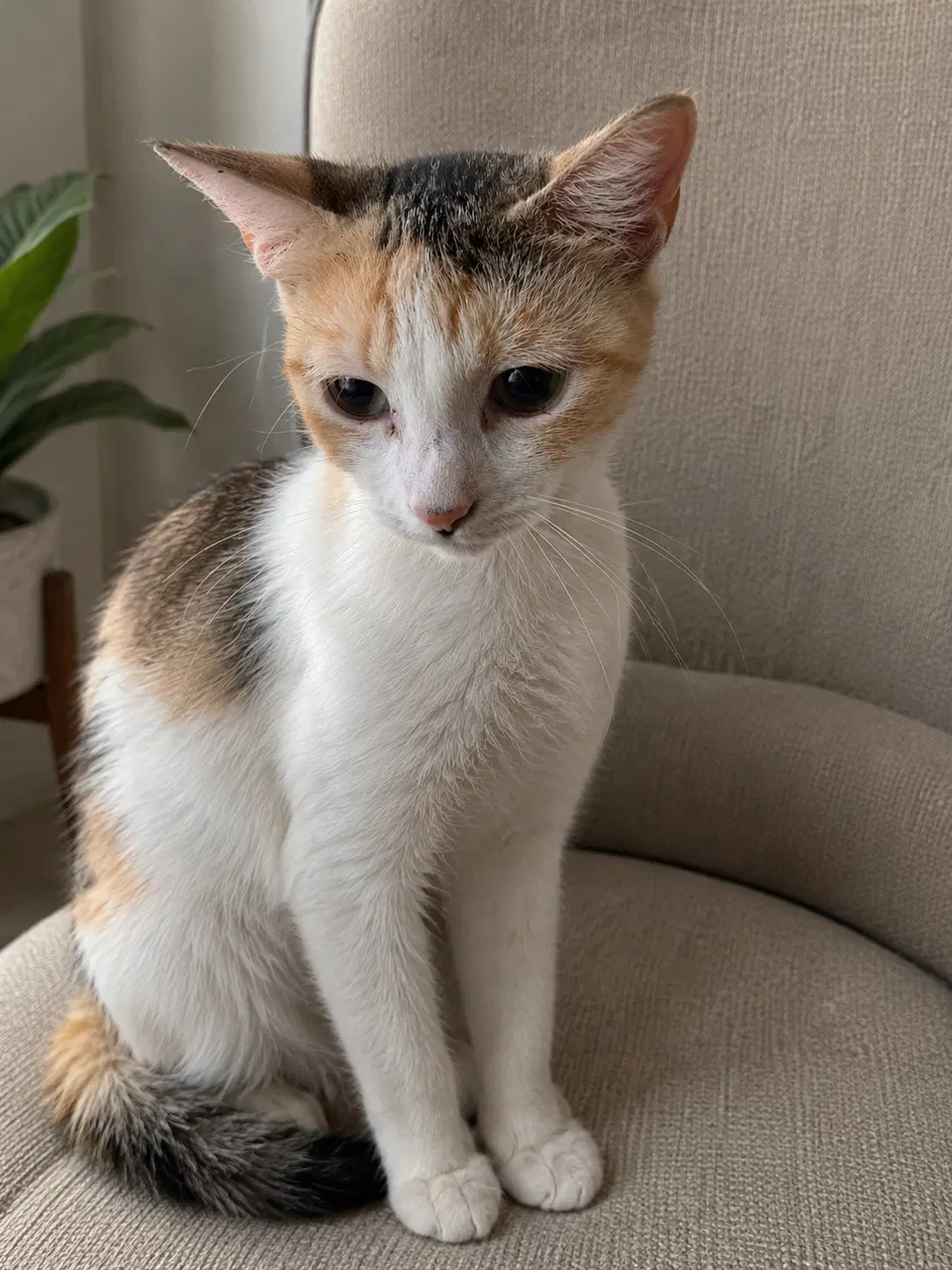 Cecelia - Domestic Short Hair