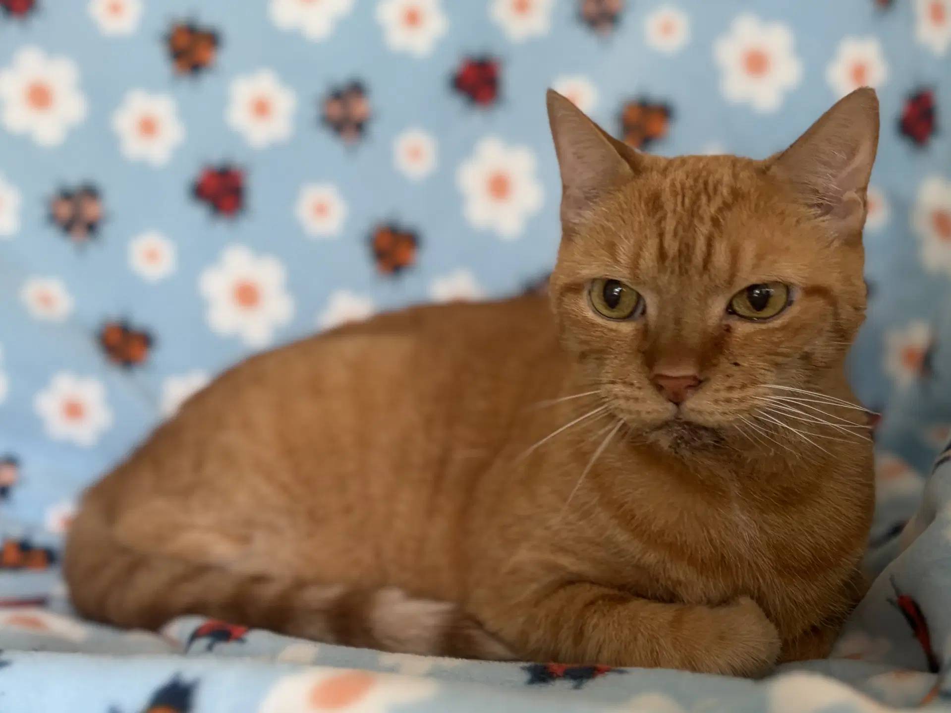 Nemo - Domestic Short Hair