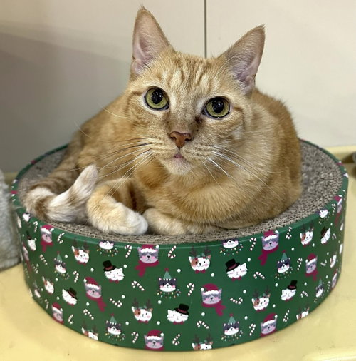 Nemo, a cat for adoption from C.A.T.S.-C.A.N., Inc.