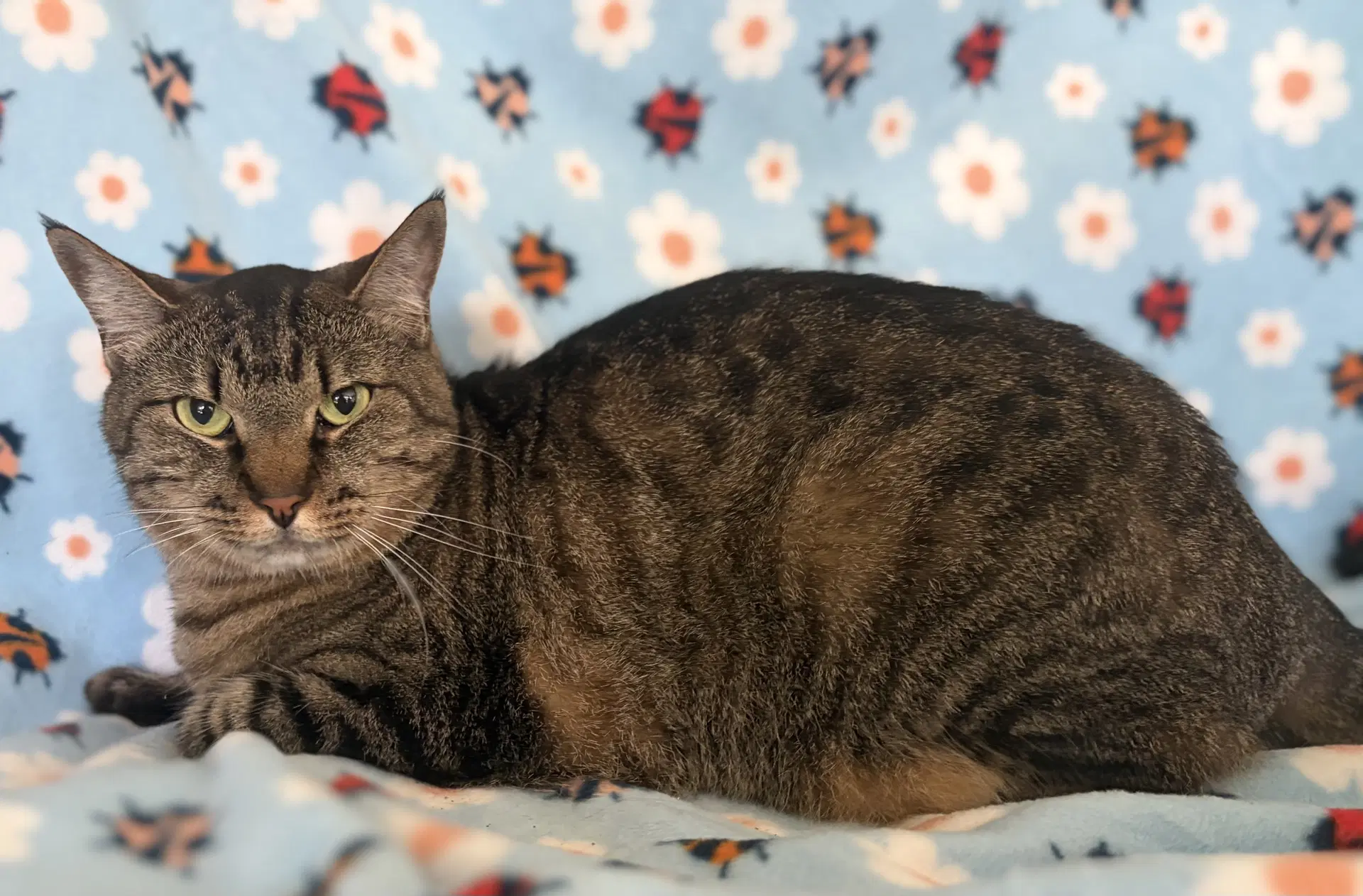Munchkin - Domestic Short Hair