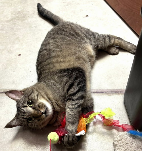 Photo 2 of Munchkin
