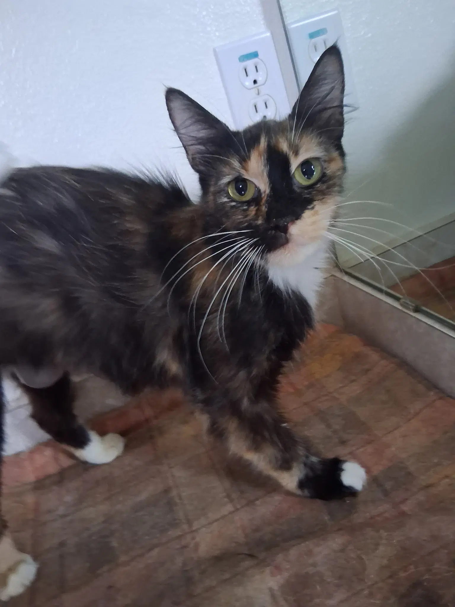 Connie Falco - Domestic Medium Hair