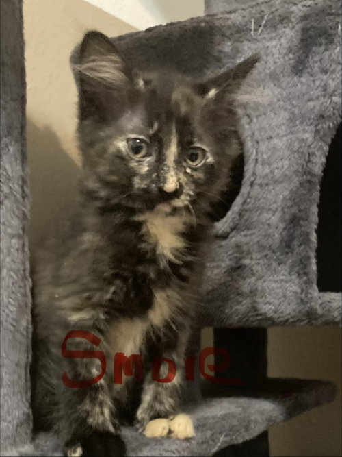 Smore, Baby Domestic Medium Hair / Mixed (medium coat), cat for adoption in Oviedo, Florida