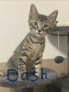 Dash