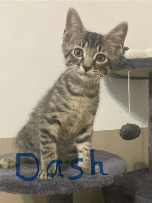 Dash