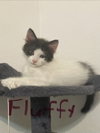 Fluffy