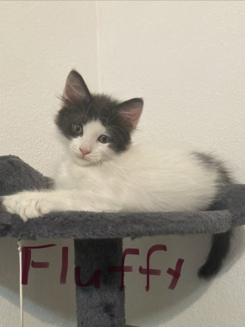 Fluffy