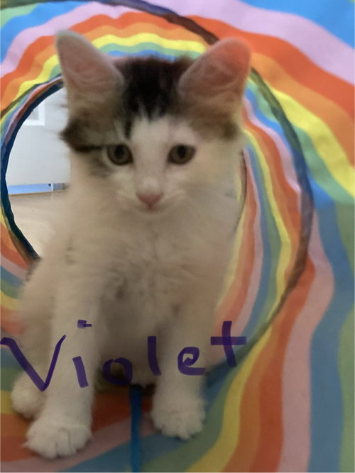 Violet, Baby Domestic Medium Hair / Mixed (medium coat), cat for adoption in Oviedo, Florida