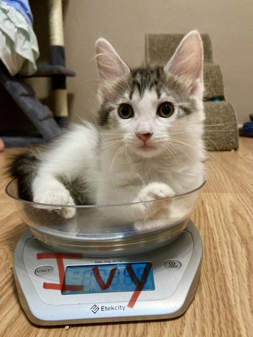 Ivy, Baby Domestic Short Hair / Mixed (short coat), cat for adoption in Oviedo, Florida