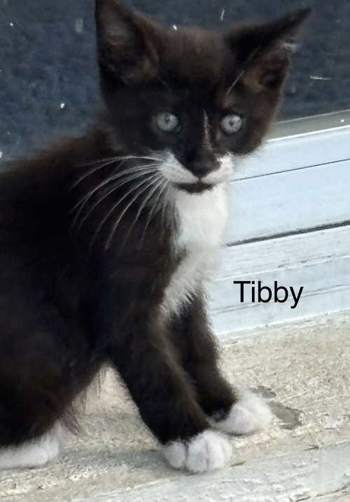 Tibby, Baby Domestic Short Hair / Mixed (short coat), cat for adoption in Oviedo, Florida