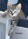 Hunter