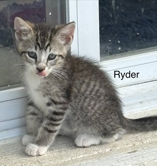 Ryder