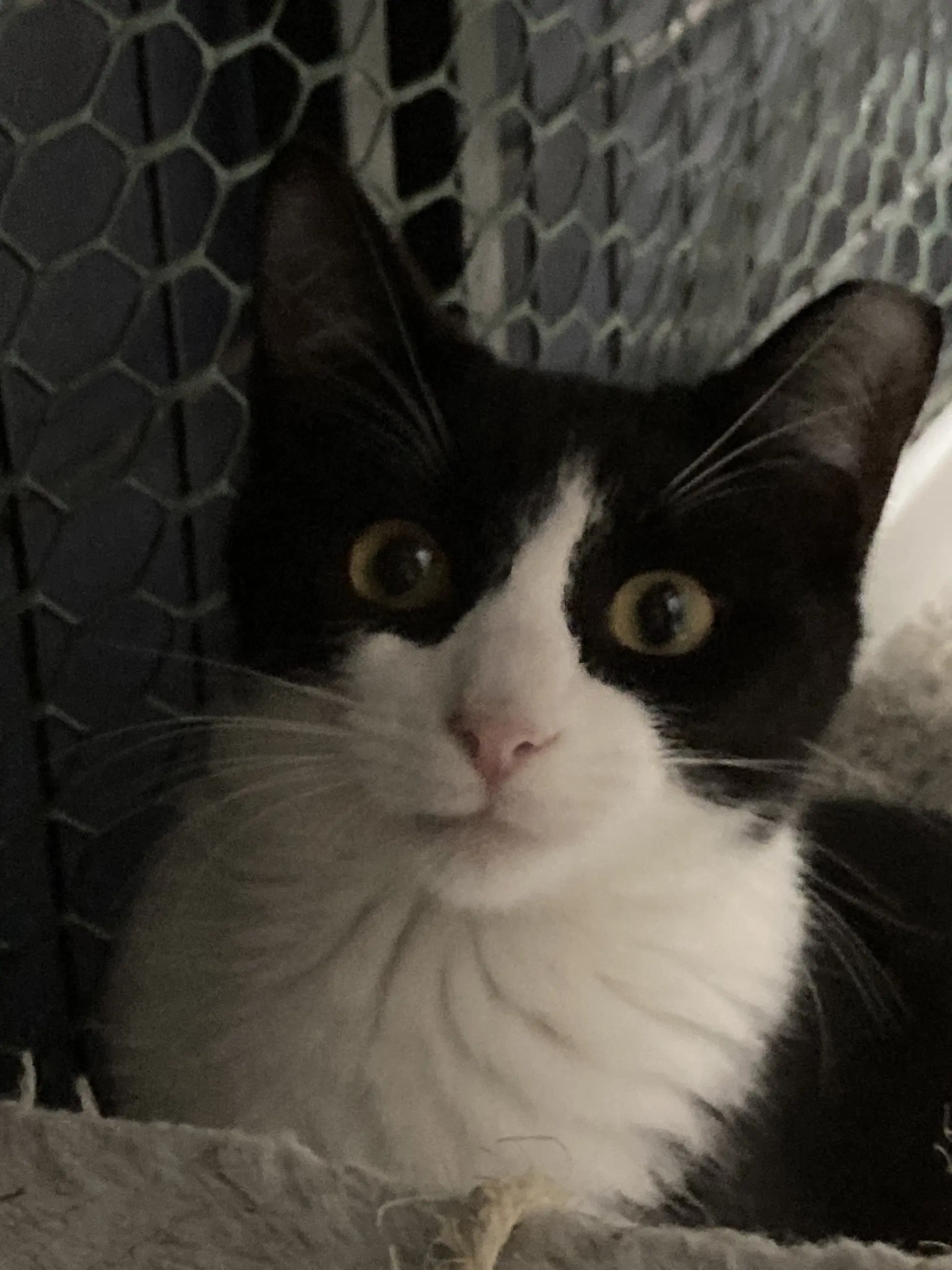 Masque Burgess - Domestic Short Hair