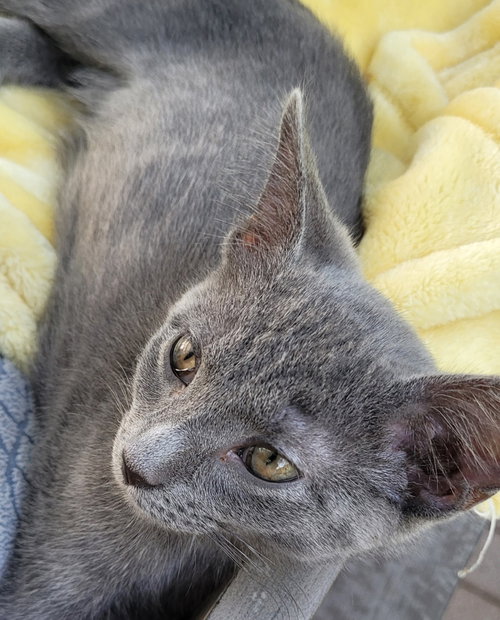 Dorothy, an adoptable Domestic Short Hair in Oviedo, FL