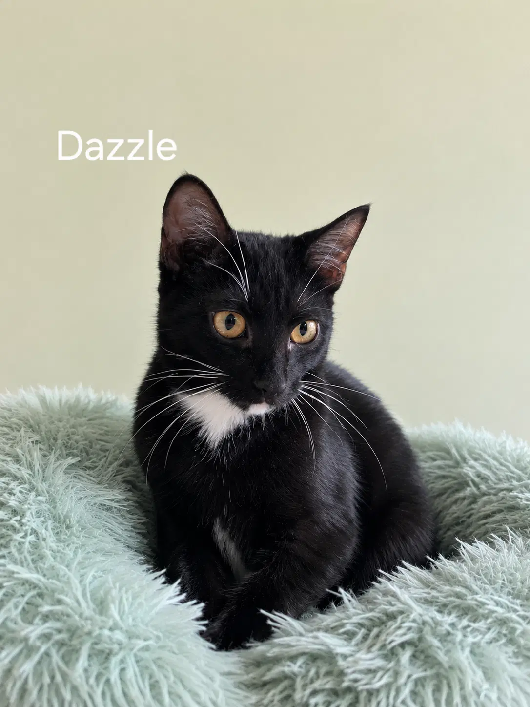 Dazzel - Domestic Short Hair