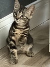 Zora
