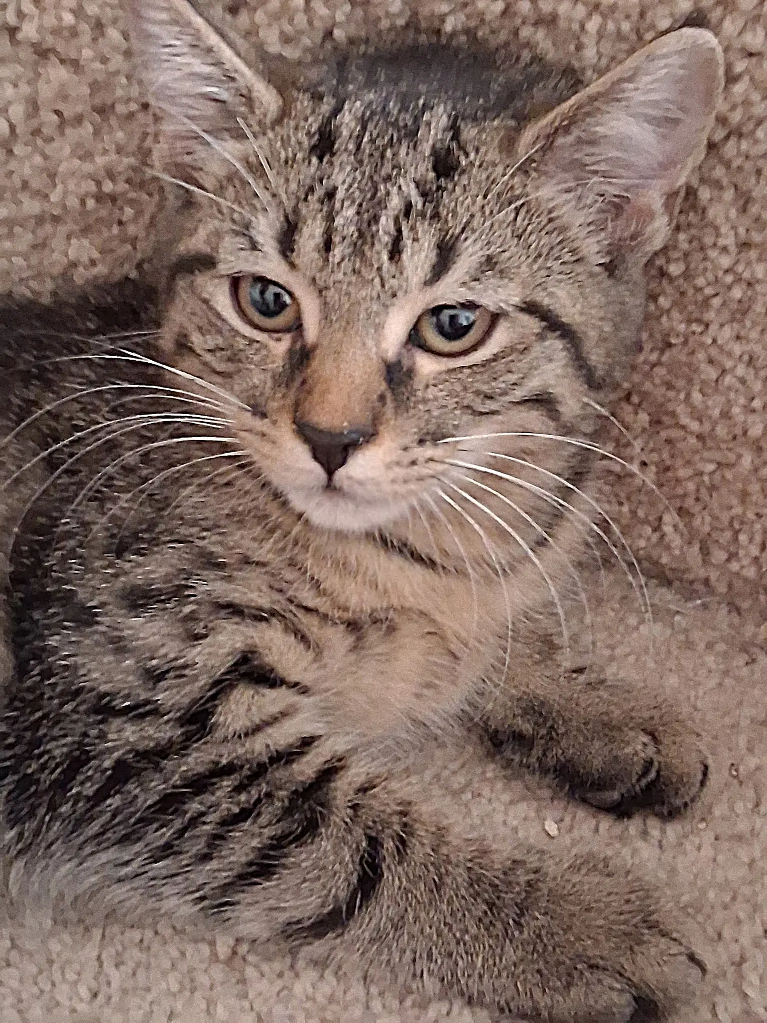 Sprite - Domestic Short Hair