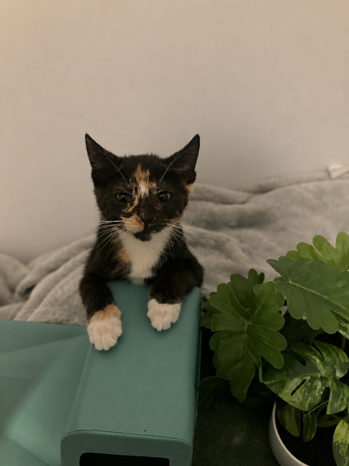 Glitter, Baby Domestic Short Hair / Mixed (short coat), cat for adoption in St. Cloud, Florida
