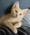Buffy