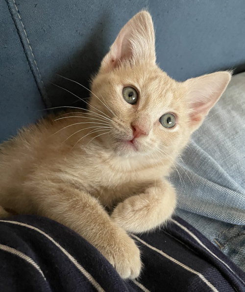 Buffy