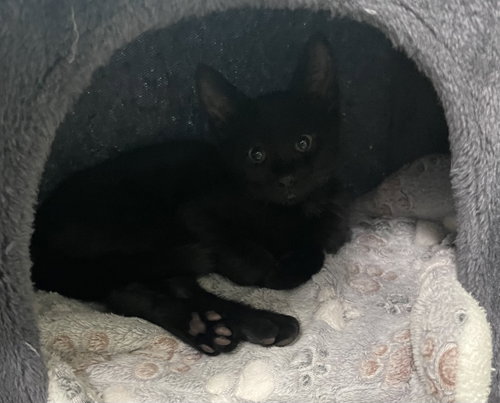 Fudge, Baby Domestic Short Hair / Mixed (short coat), cat for adoption in Oviedo, Florida