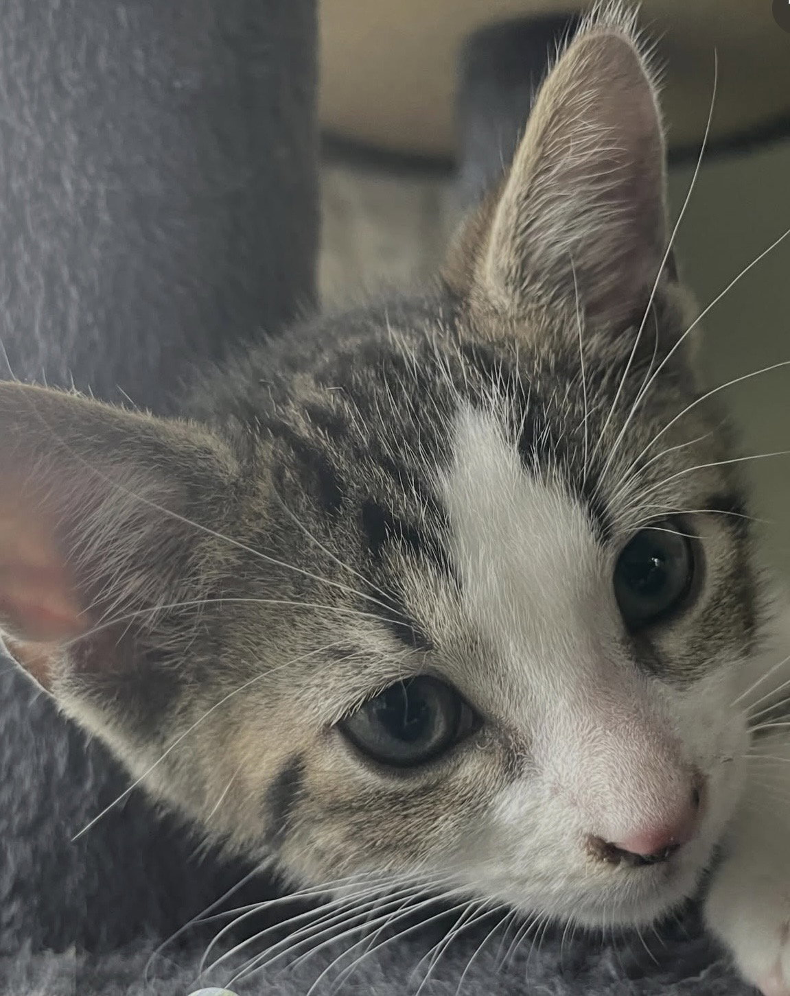 Adopt Apple From Cats can Inc In Oviedo Fl adopt-apple-from-cats-can-inc-in-oviedo-fl