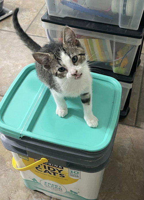 Apple, Baby Domestic Short Hair / Mixed (short coat), cat for adoption in Oviedo, Florida