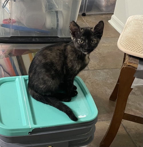 Cherry, Baby Domestic Short Hair / Mixed (short coat), cat for adoption in Oviedo, Florida