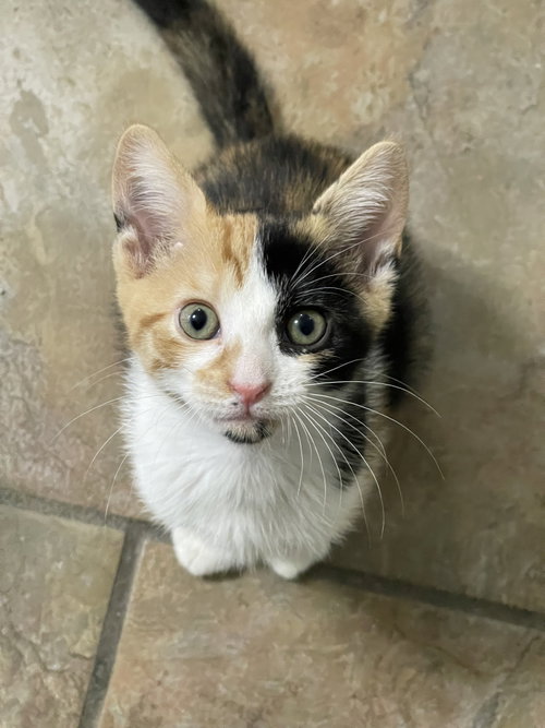 Mango, Baby Domestic Short Hair / Mixed (short coat), cat for adoption in Oviedo, Florida